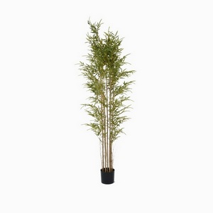 Бамбук кустистый Cosmo Bamboo NAL19-0115