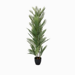Ховея Пальмовая Cosmo Palm NAL19-0248